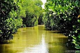 Pichavaram Mangrove Forest