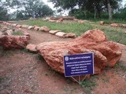 NATIONAL FOSSIL WOOD PARK, SATTANUR