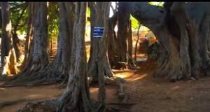 NATIONAL FOSSIL WOOD PARK, SATTANUR