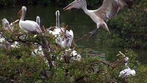 Vettangudi Bird Sanctuary Sivagangai