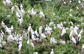 Vettangudi Bird Sanctuary Sivagangai